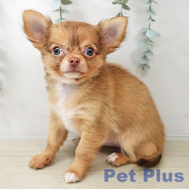 チワワ