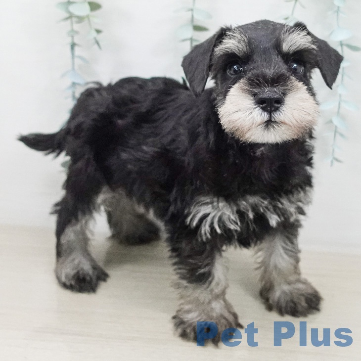 ミニチュア・シュナウザーの写真2