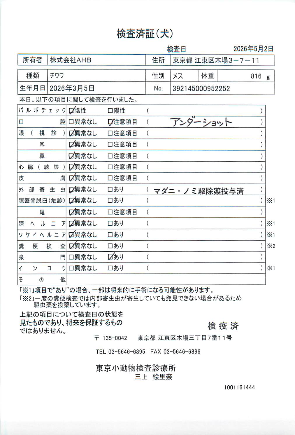 チワワ