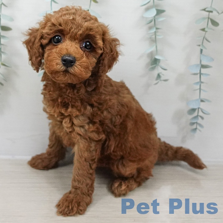 トイ・プードルの写真2