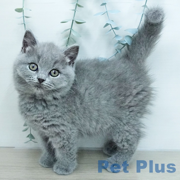 ブリティッシュショートヘアの写真2