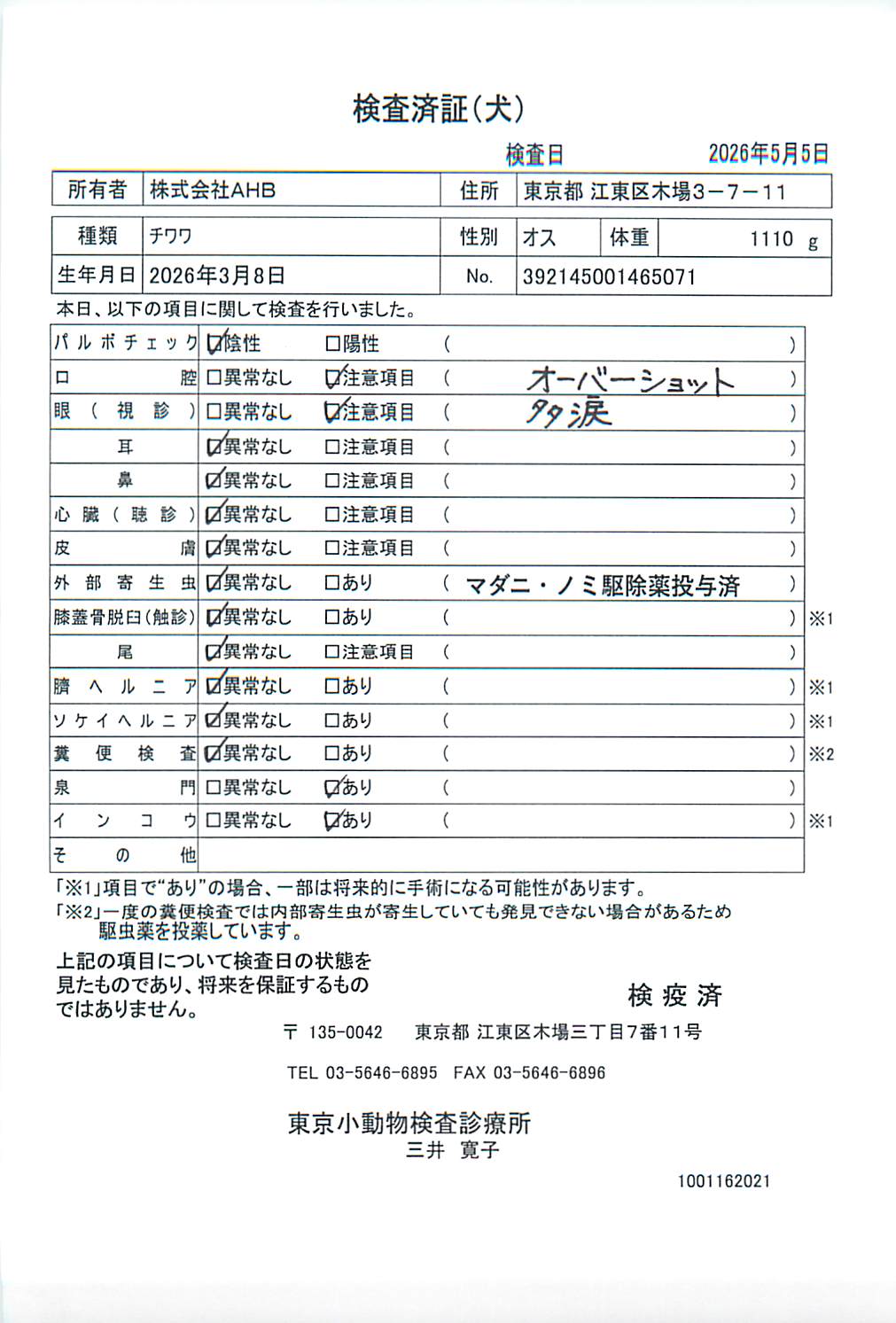 チワワ