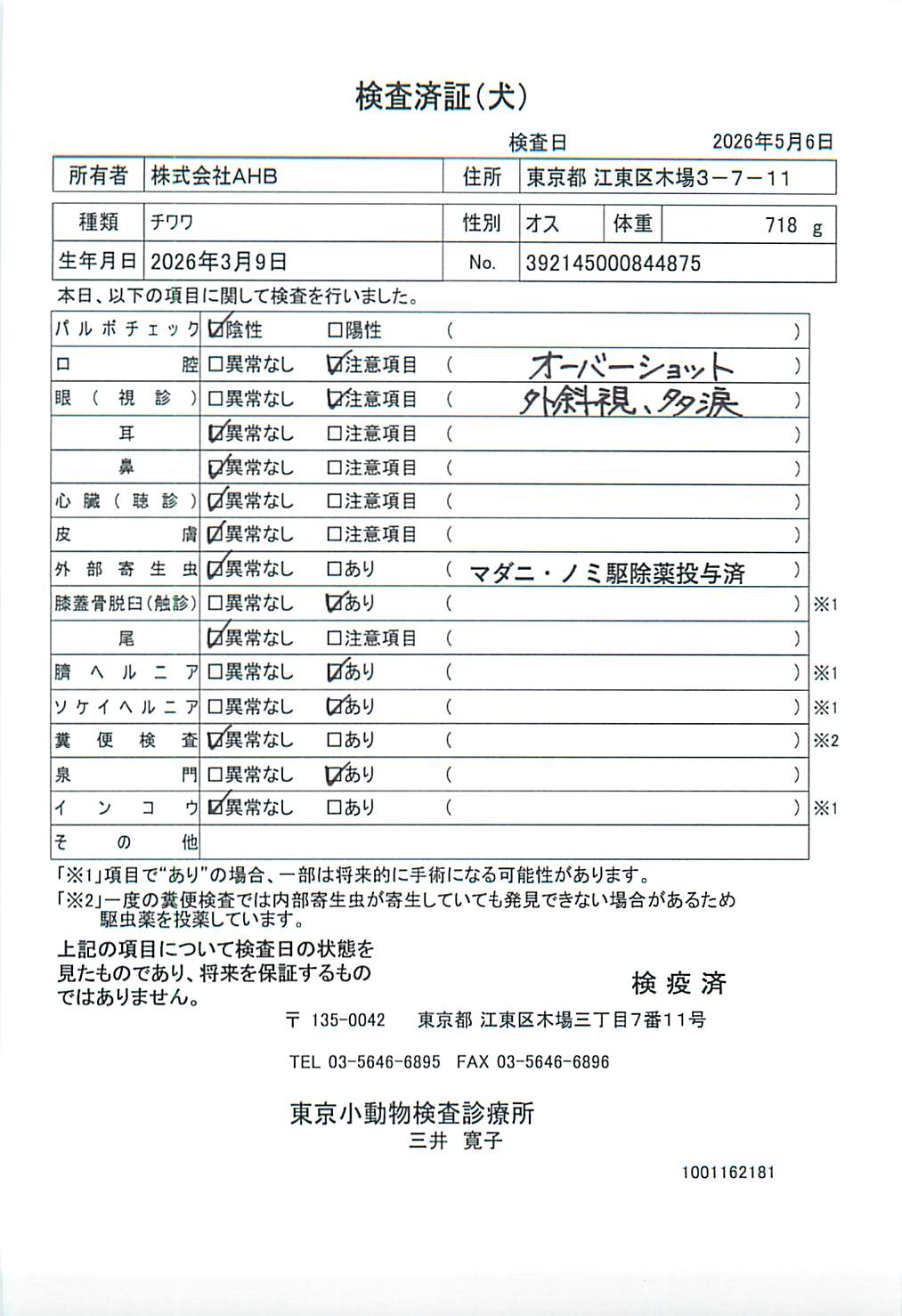 チワワ