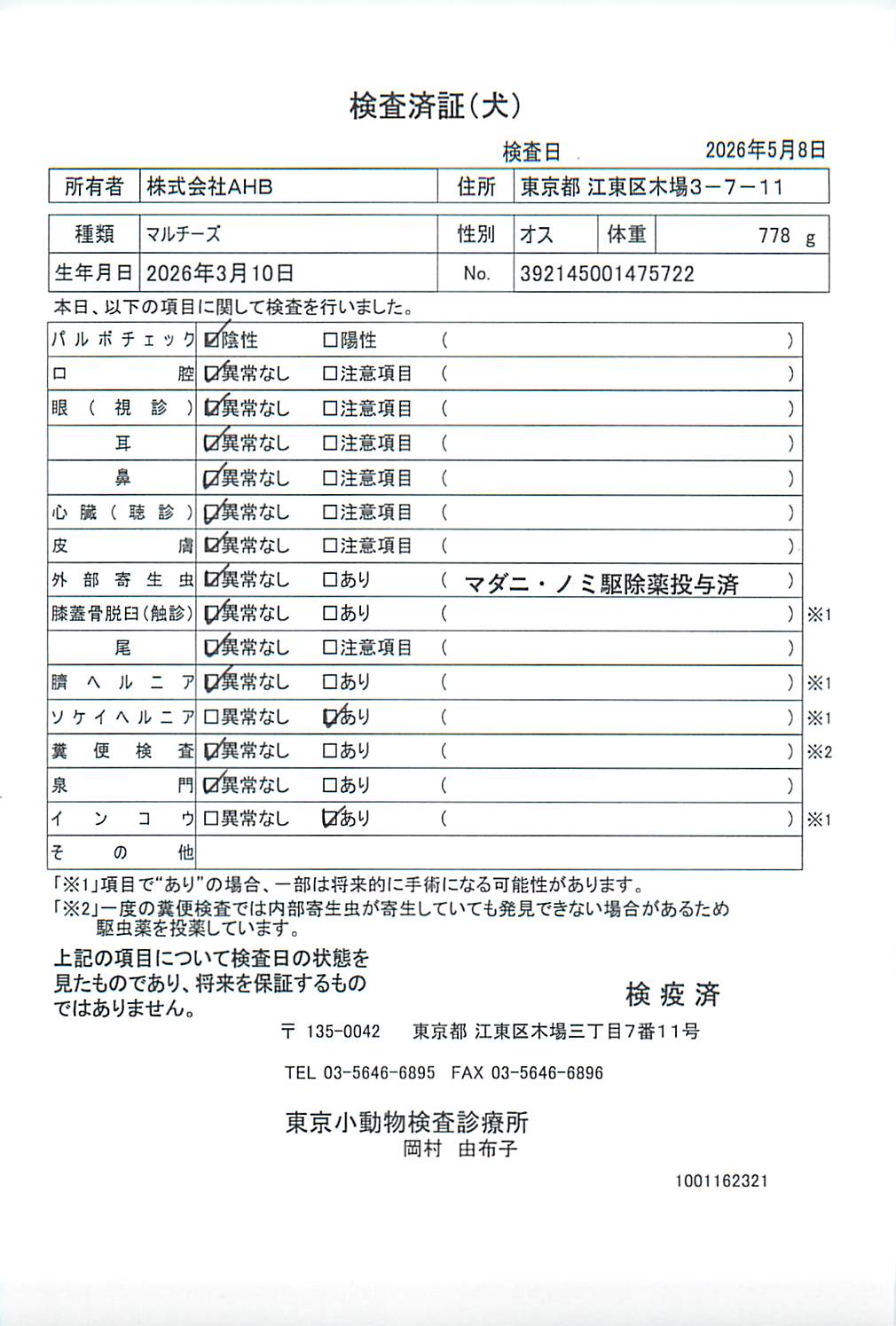 マルチーズ