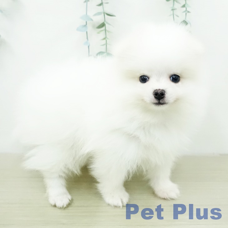 ポメラニアンの写真2