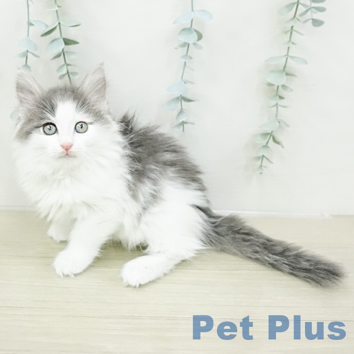ノルウェージャンフォレストキャット
