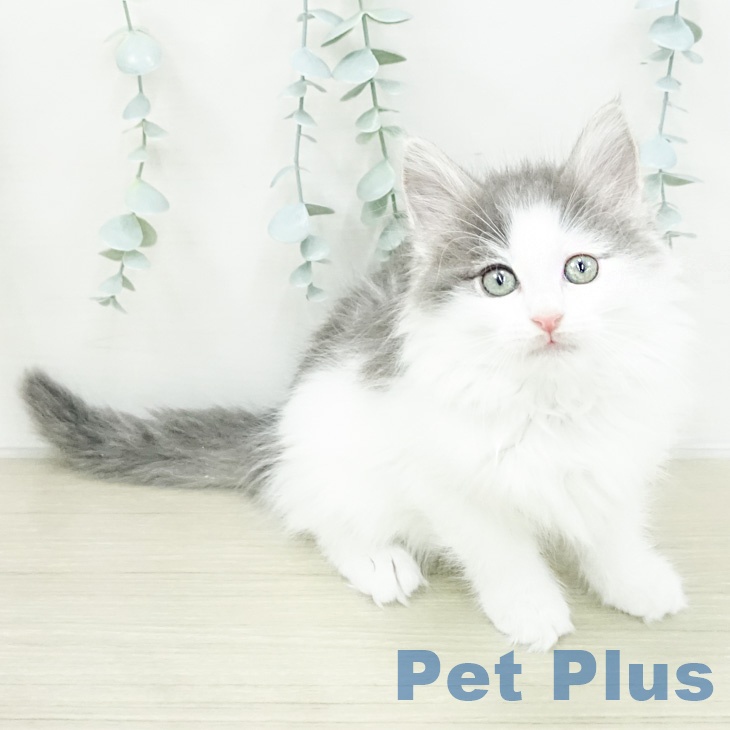 ノルウェージャンフォレストキャットの写真2