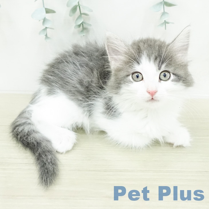 ノルウェージャンフォレストキャットの写真2