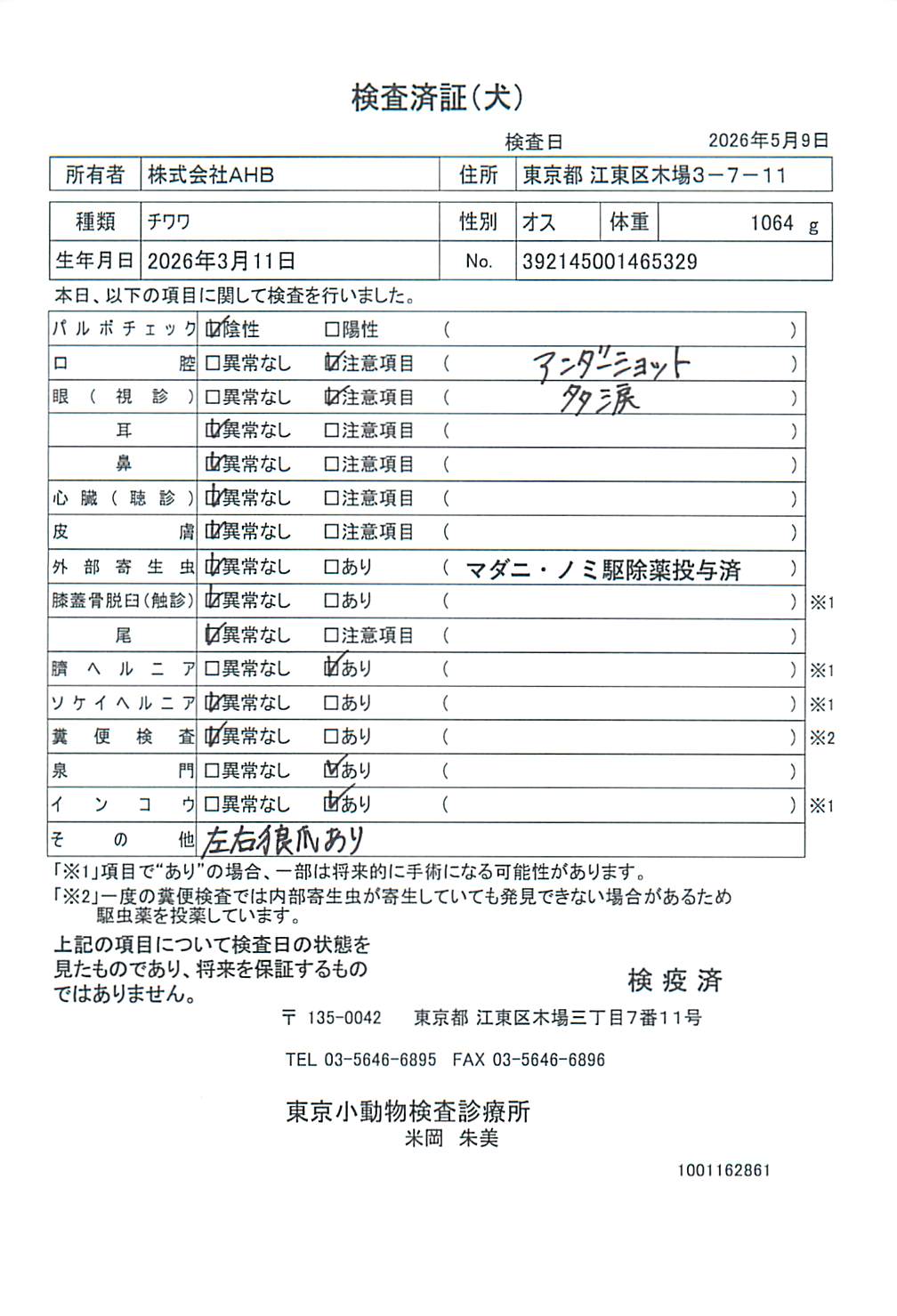 チワワ