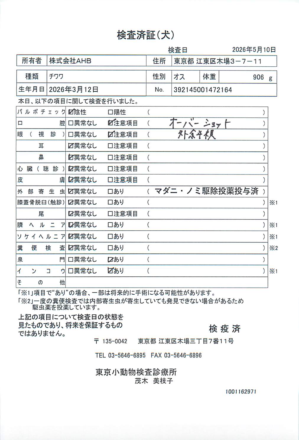 チワワ