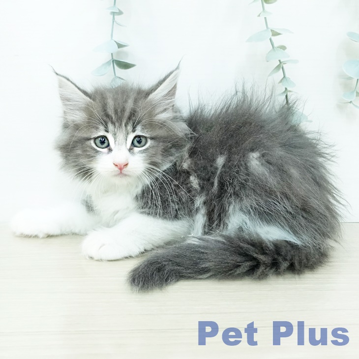 サイベリアン