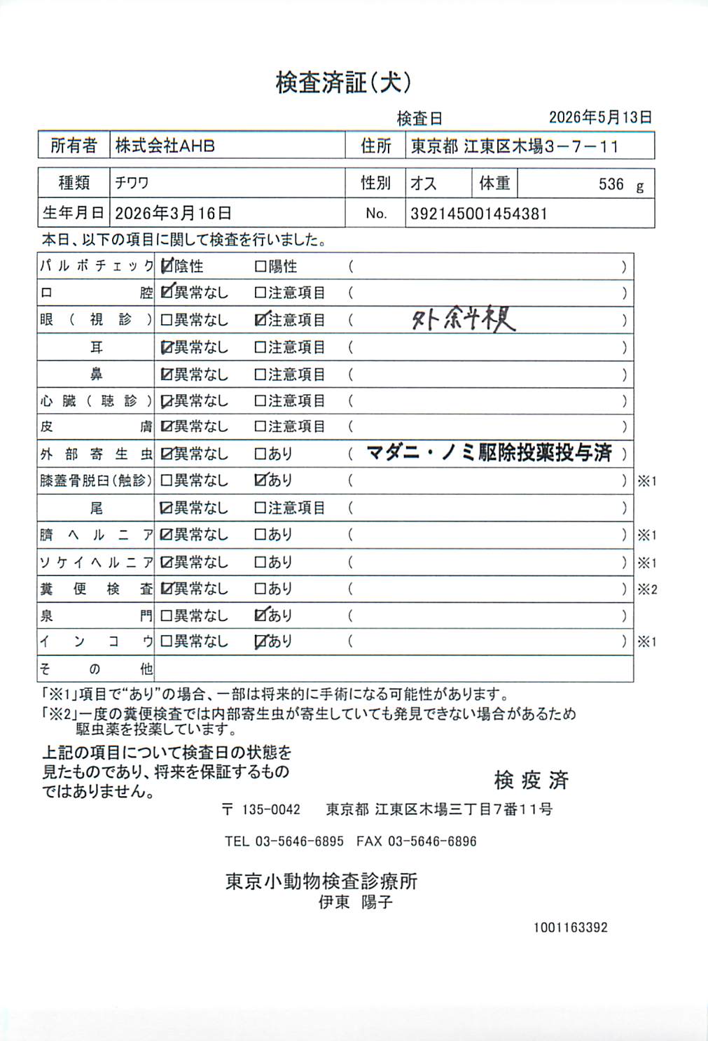 チワワ
