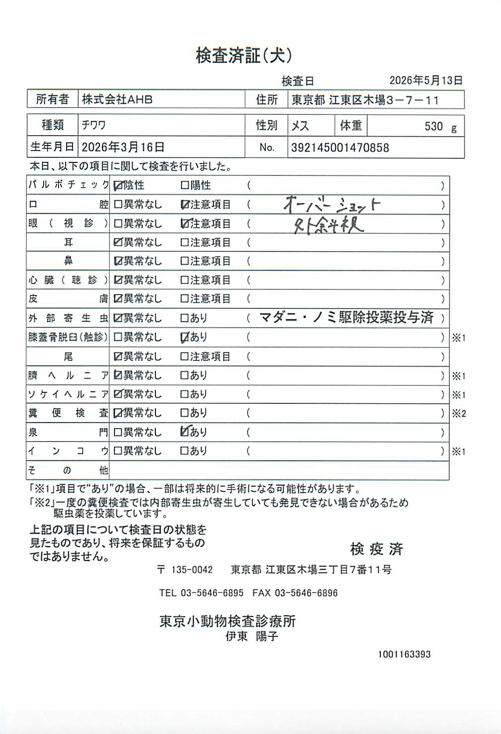 チワワ