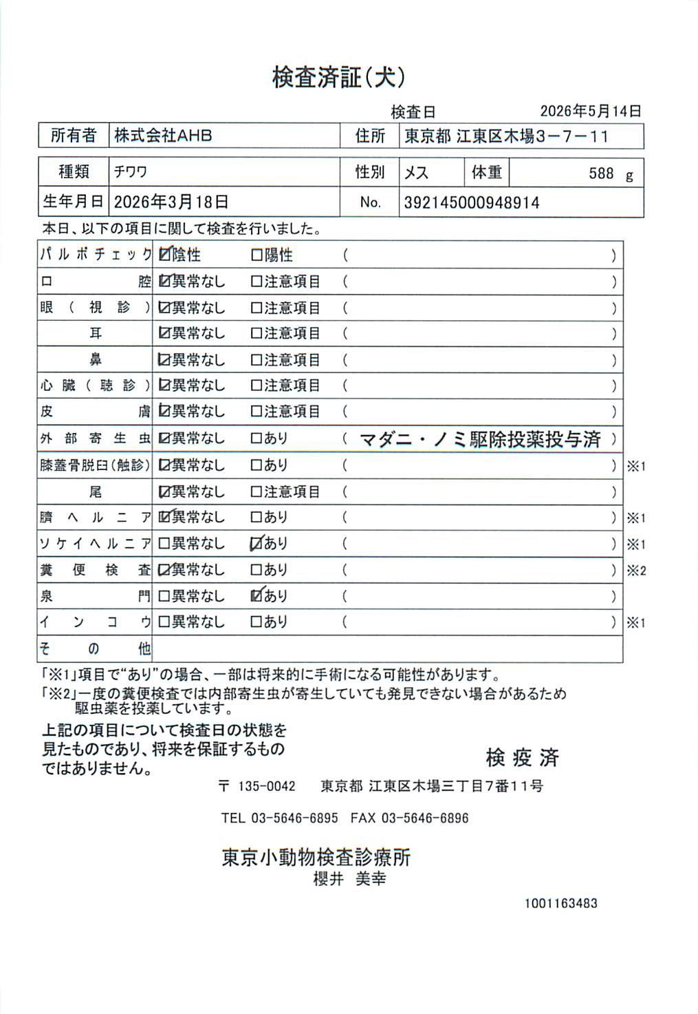 チワワ