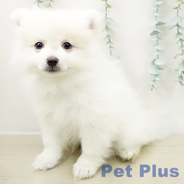 ポメラニアンの写真2