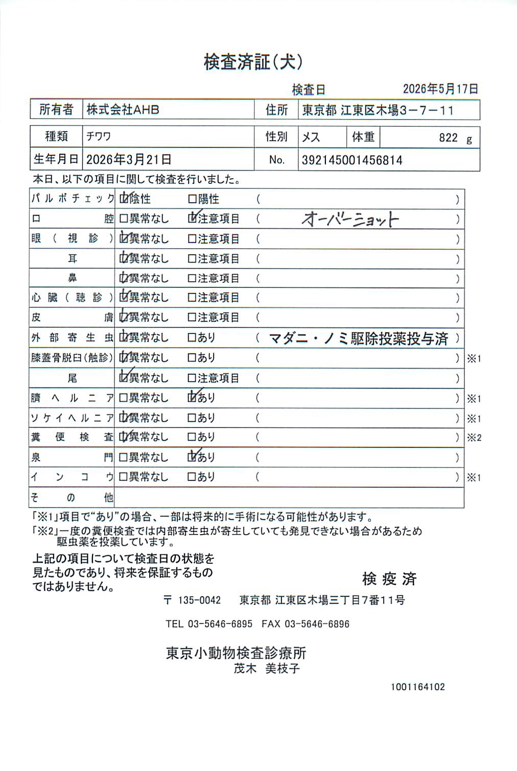チワワ