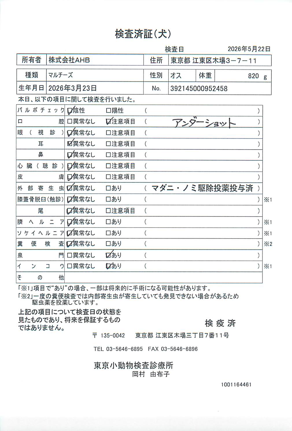 マルチーズ