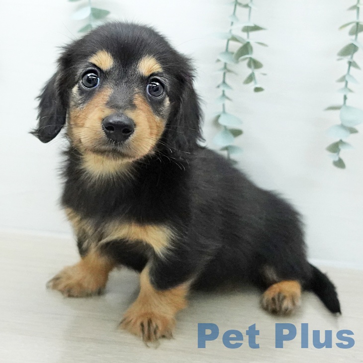 カニーンヘン・ダックスフンドの写真2