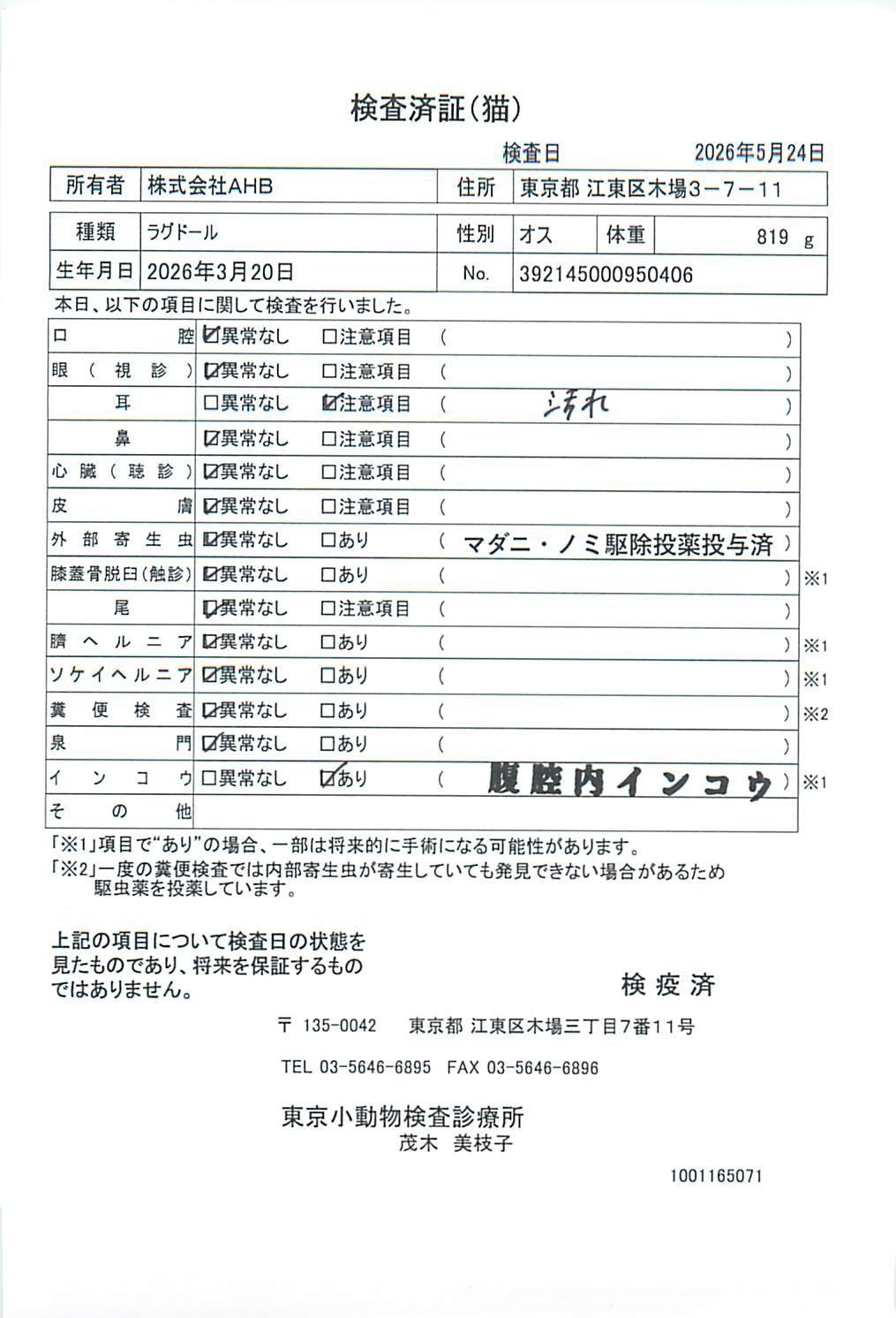 ラグドール