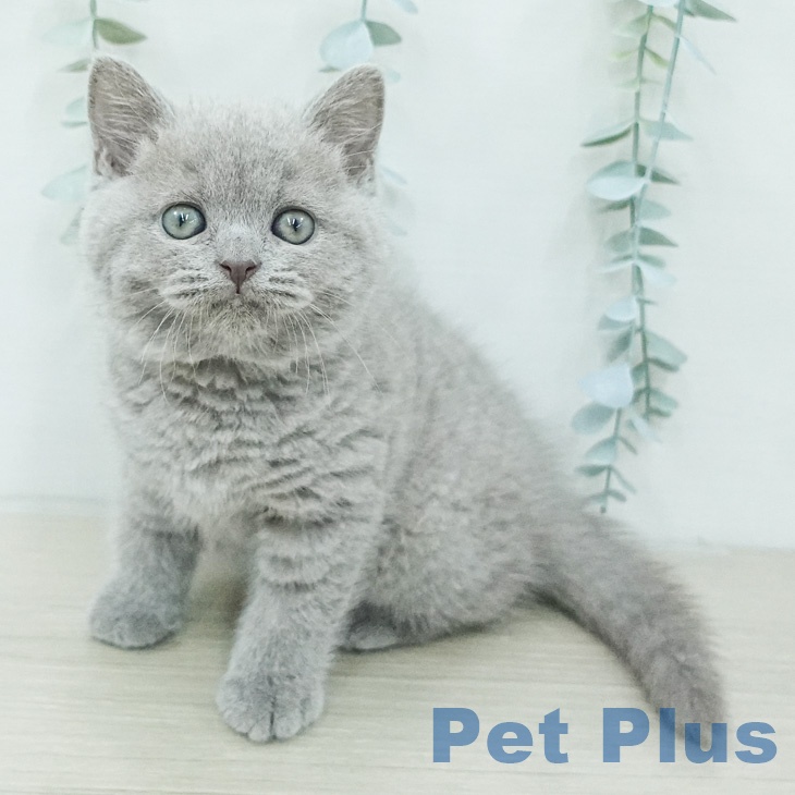 ブリティッシュショートヘアの写真2