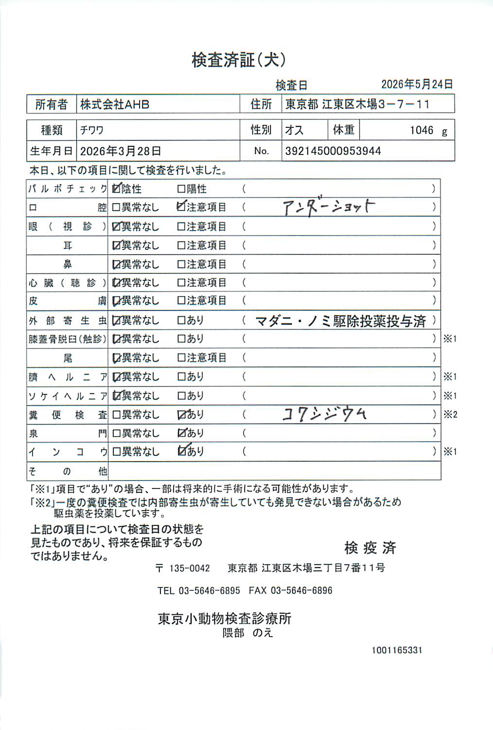 チワワ