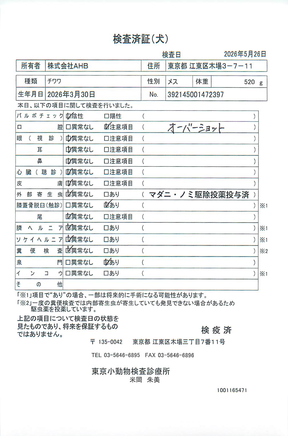 チワワ
