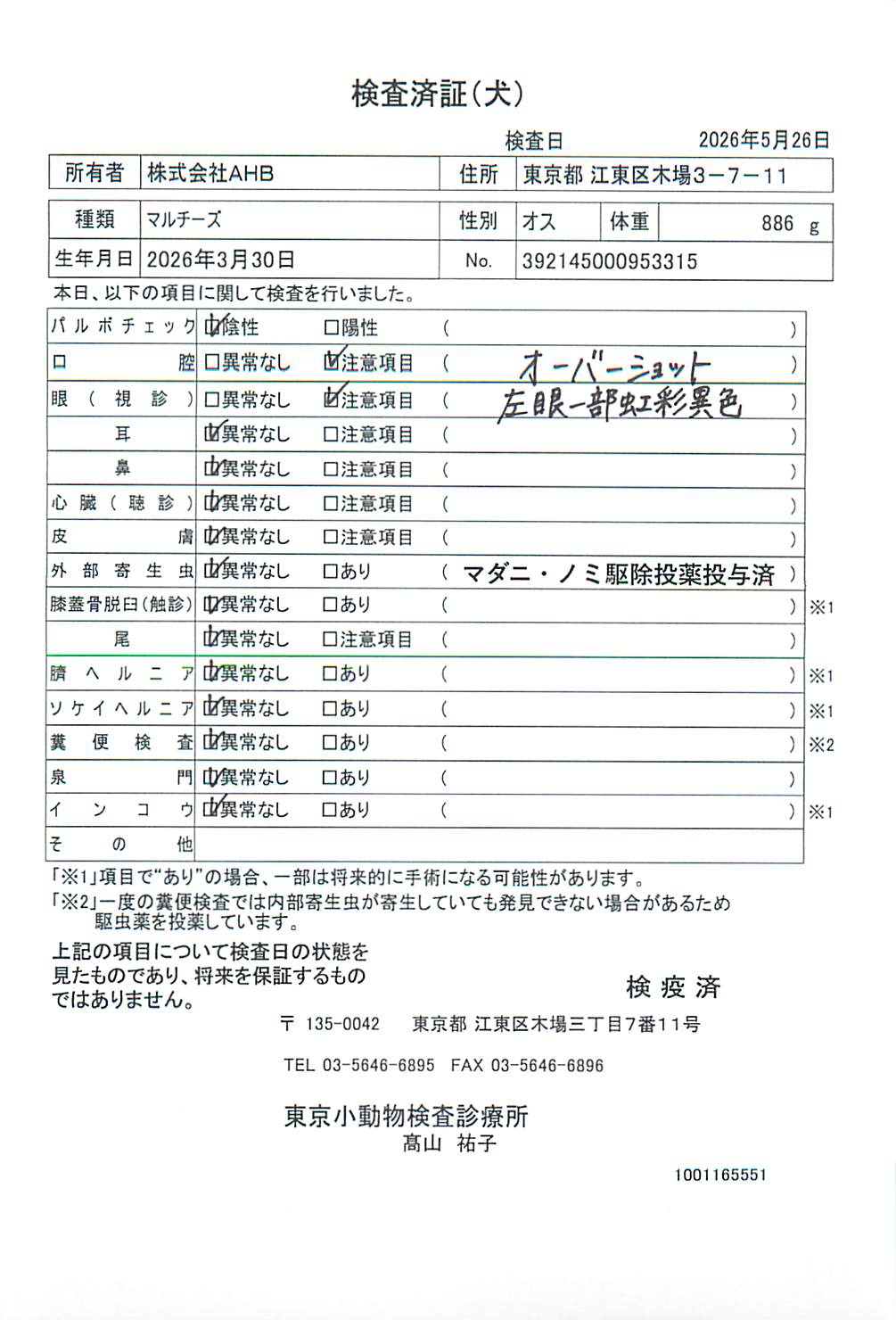 マルチーズ
