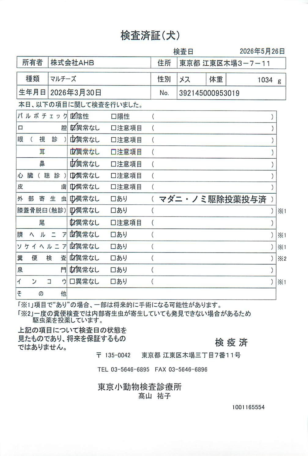 マルチーズ