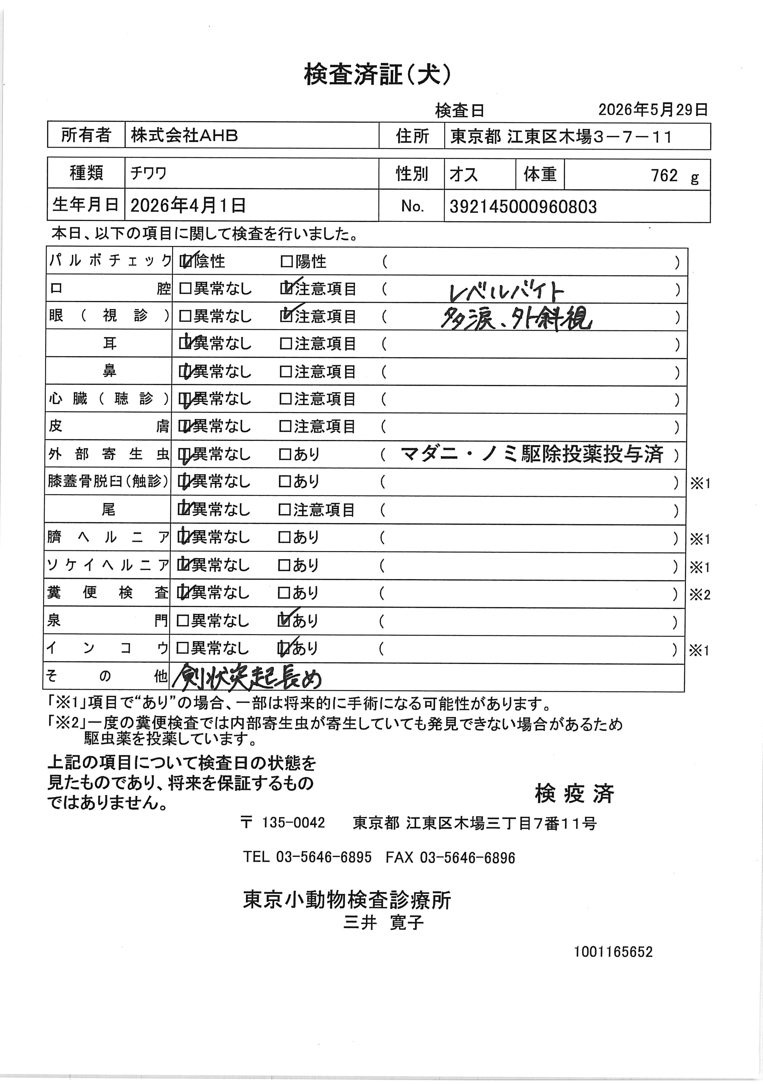 チワワ