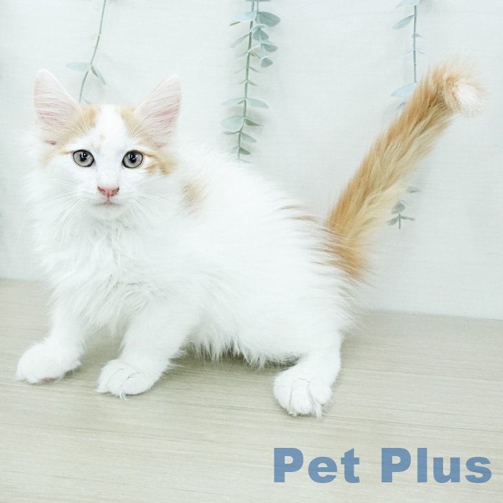 ノルウェージャンフォレストキャット