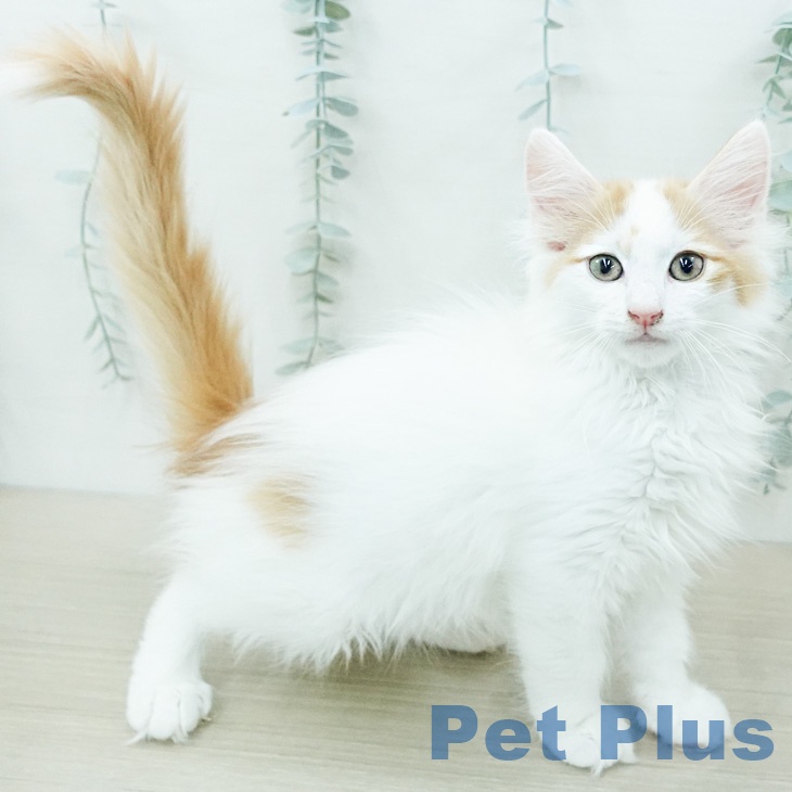 ノルウェージャンフォレストキャットの写真2