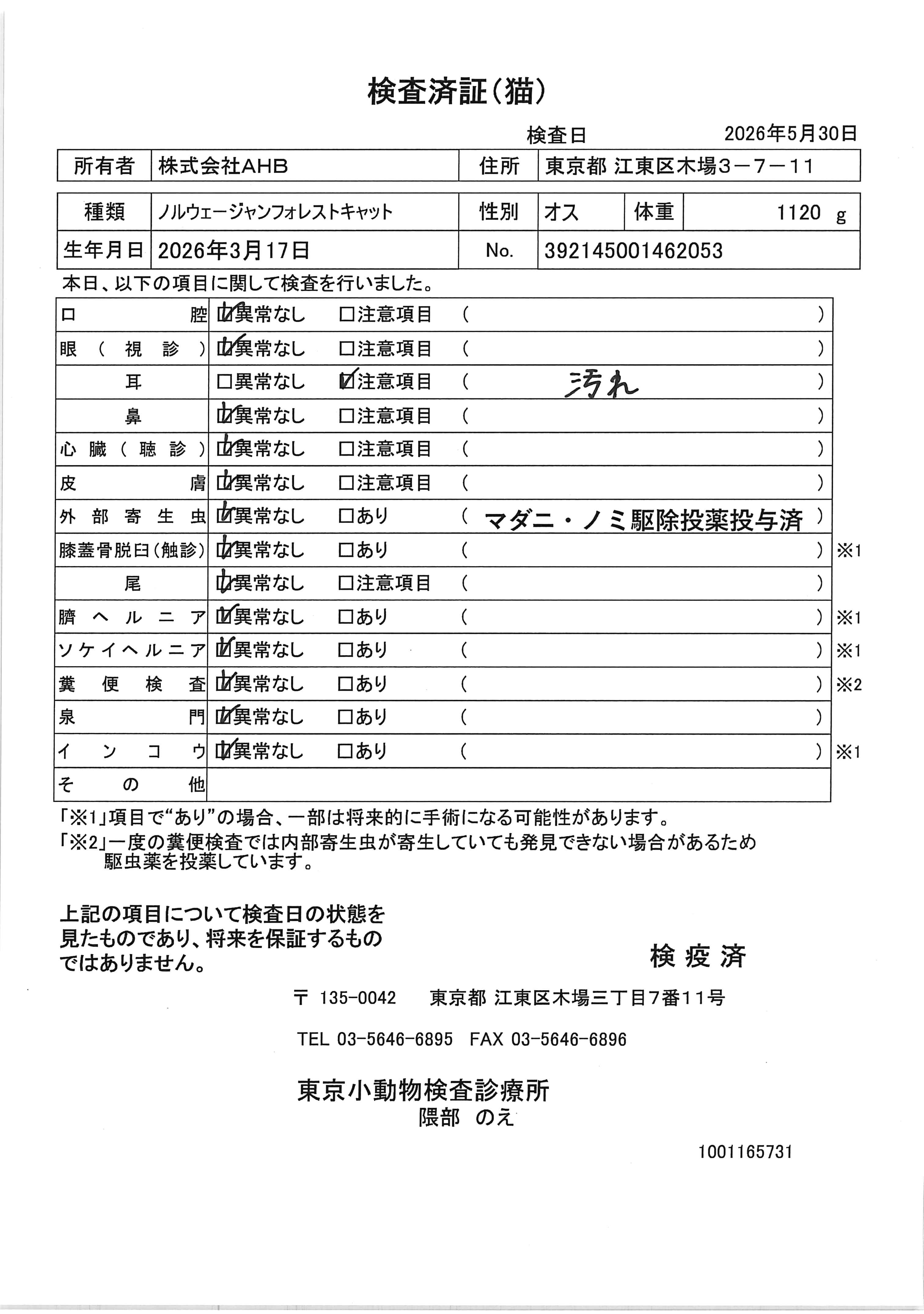 ノルウェージャンフォレストキャット