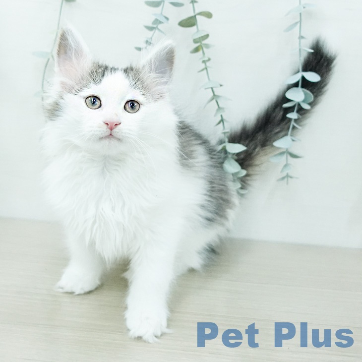 ノルウェージャンフォレストキャット