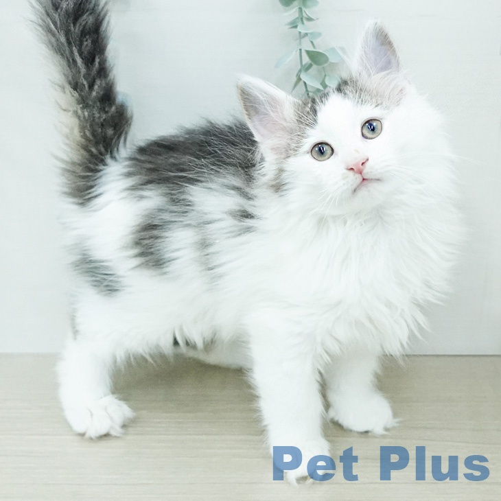 ノルウェージャンフォレストキャットの写真2