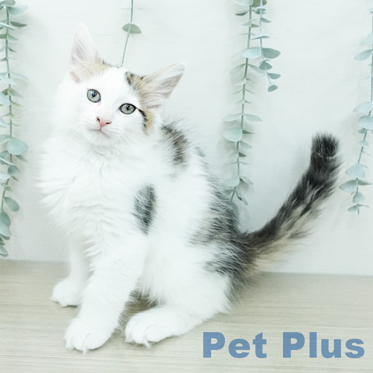 ノルウェージャンフォレストキャット