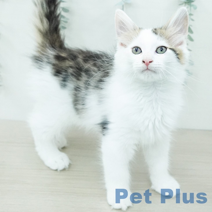 ノルウェージャンフォレストキャットの写真2
