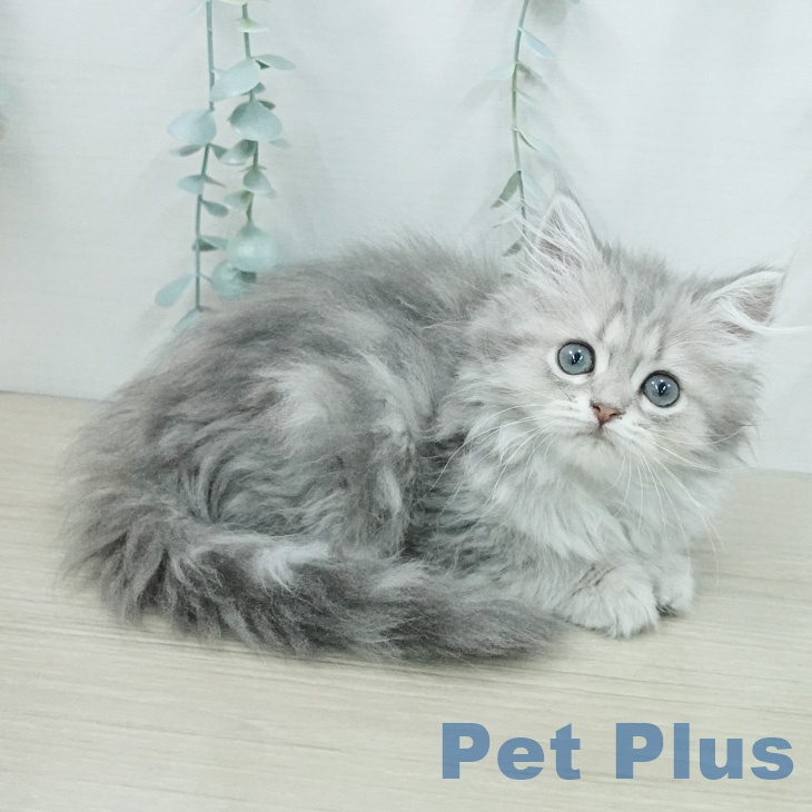 ミヌエット