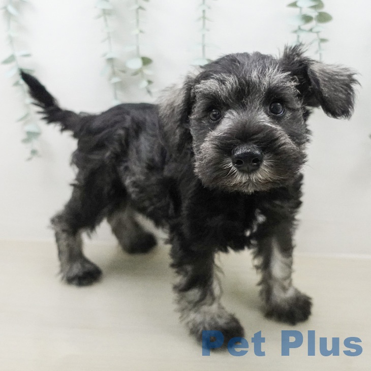 ミニチュア・シュナウザーの写真2