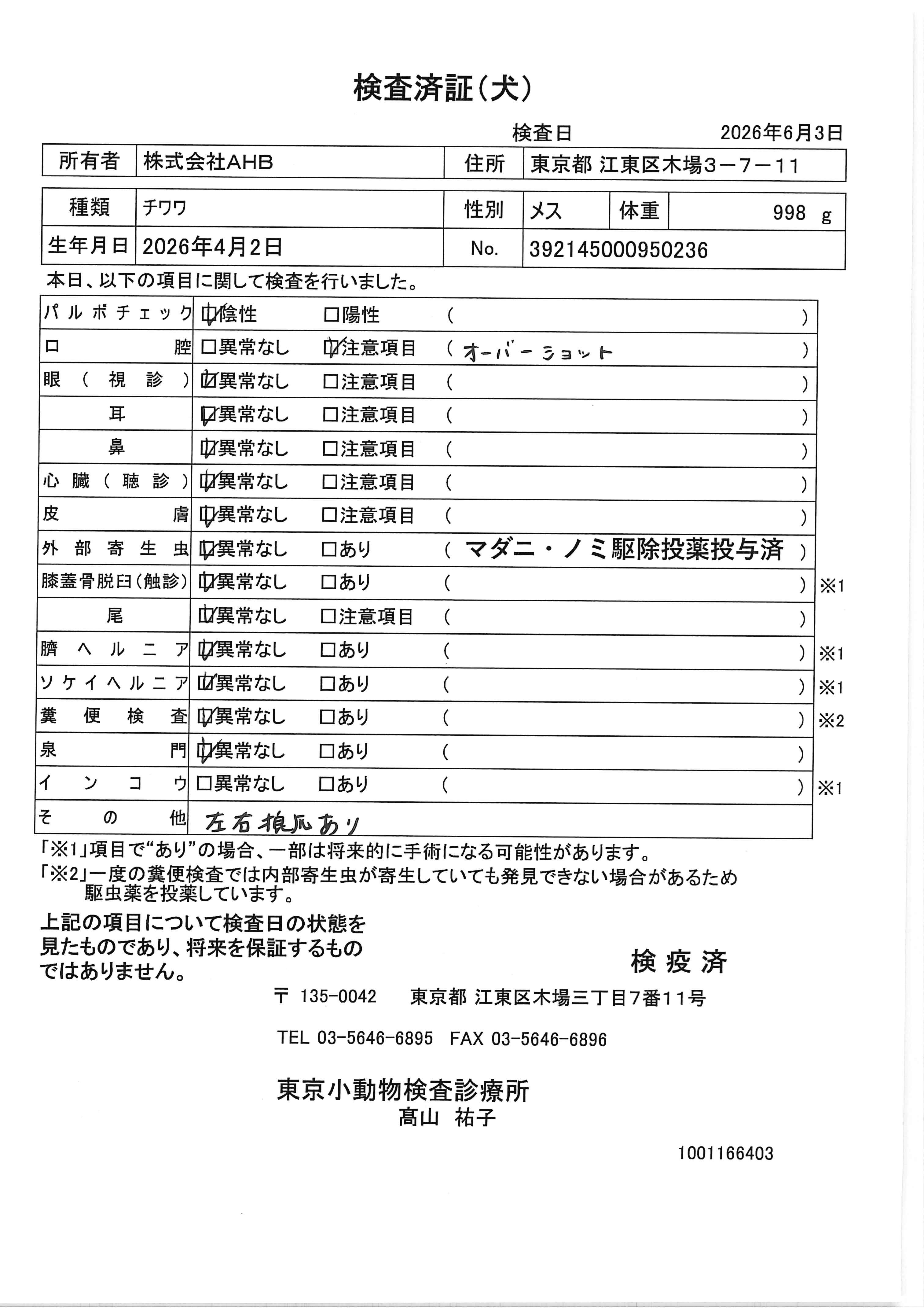 チワワ