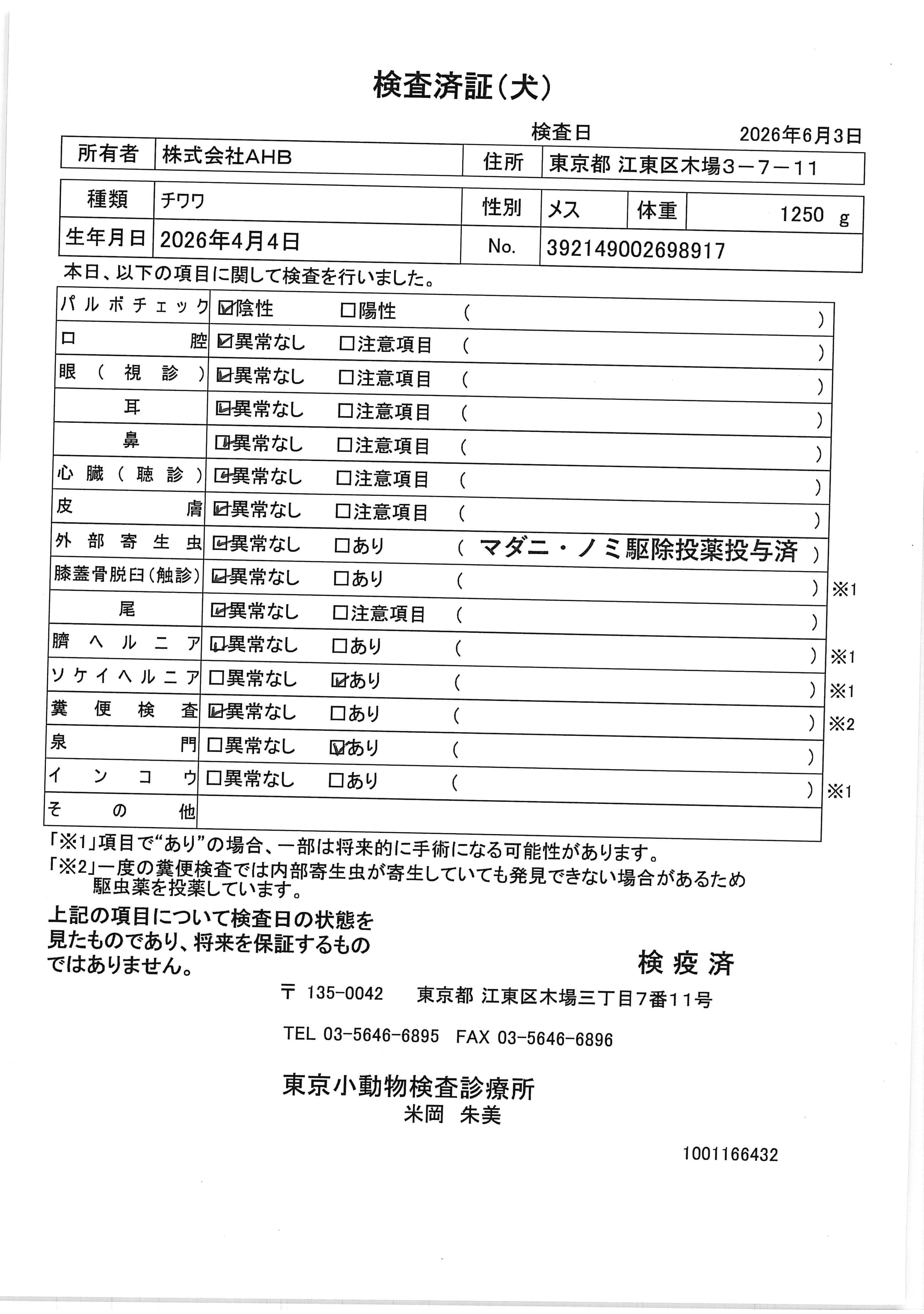 チワワ
