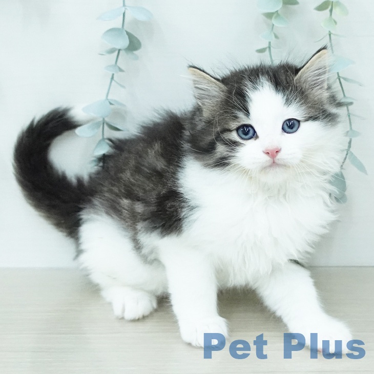 ノルウェージャンフォレストキャットの写真2