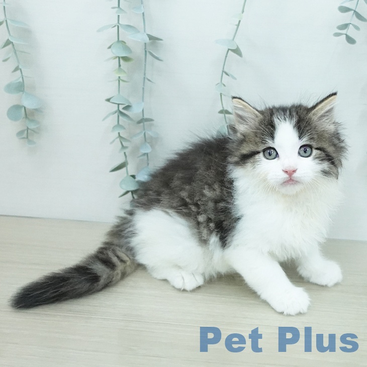 ノルウェージャンフォレストキャット
