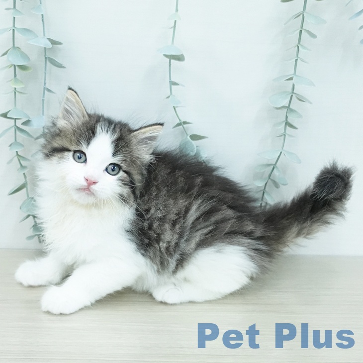 ノルウェージャンフォレストキャットの写真2