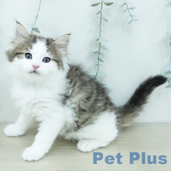 ノルウェージャンフォレストキャットの写真2