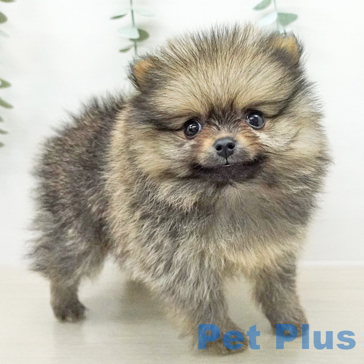 ポメラニアンの写真2
