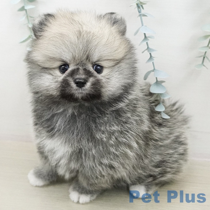 ポメラニアンの写真2