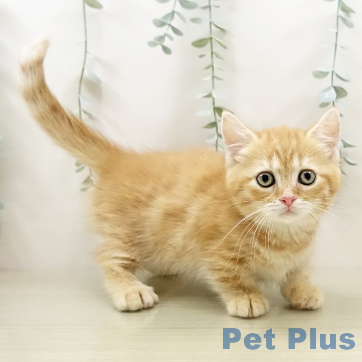 ミヌエットの写真2