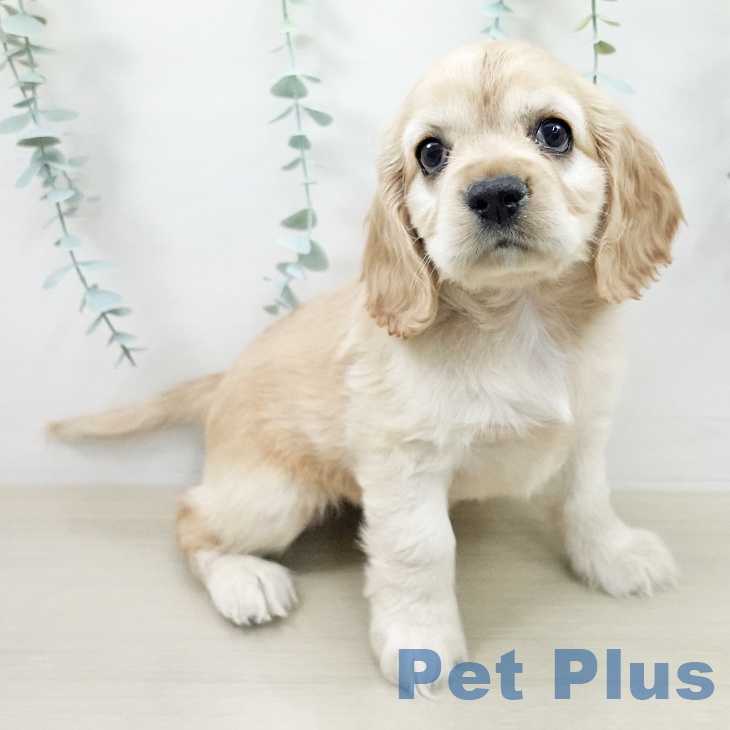 アメリカン・コッカー・スパニエル
