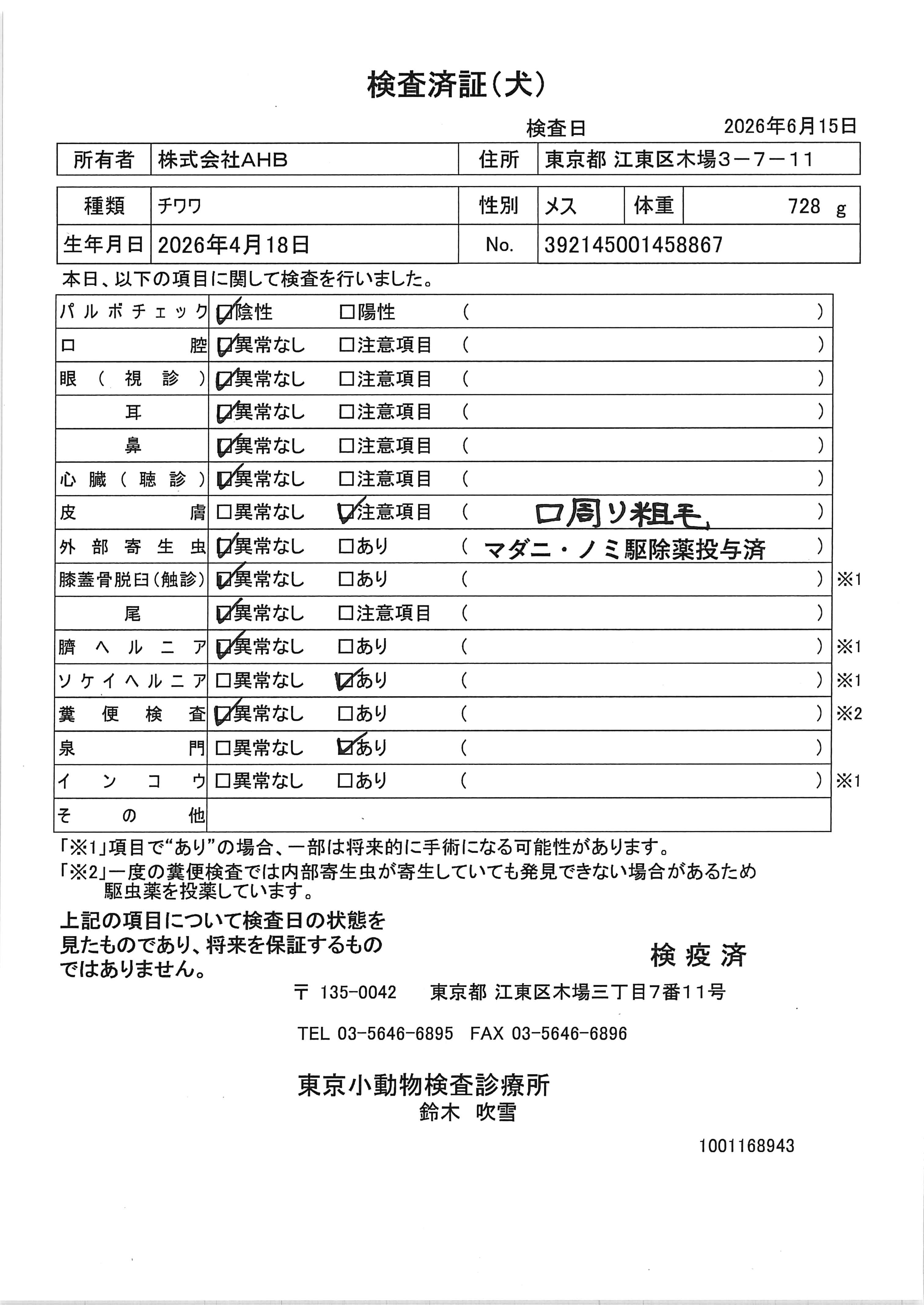 チワワ