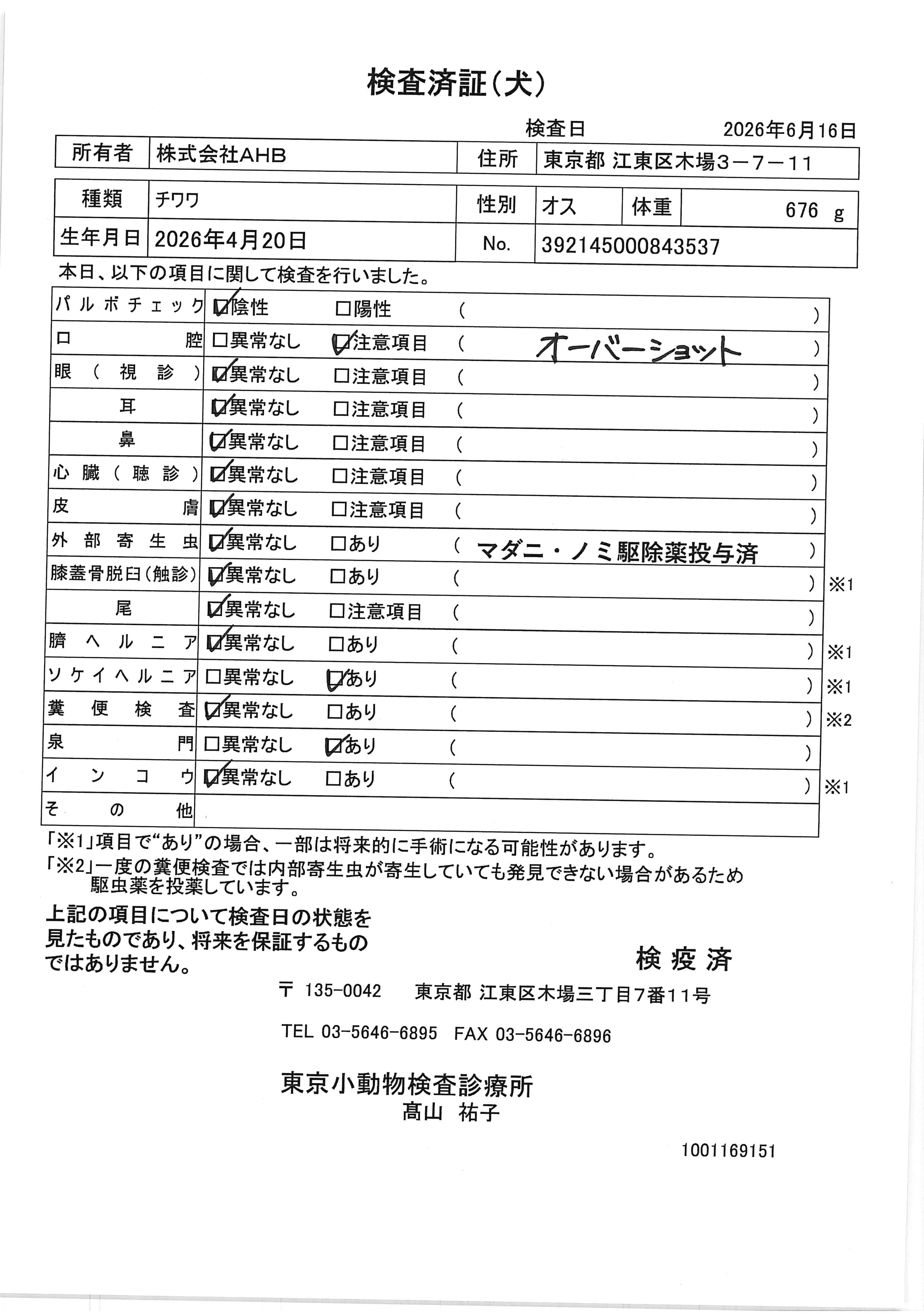 チワワ